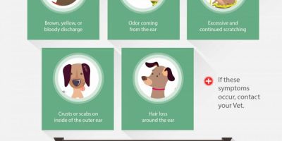 How To Clean Your Dog’s Ears [Infographic]