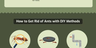 A Guide To DIY Ant Removal [Infographic]