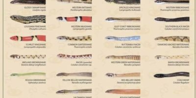 Snakes of Louisiana [Infographic]