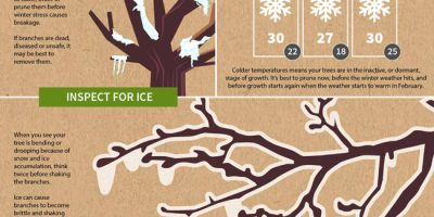 Winter Tree Care Tips [Infographic]