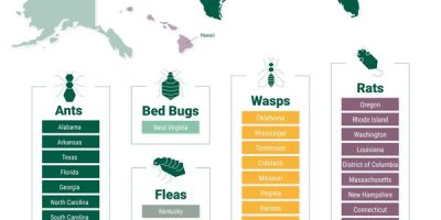Most Searched Pests In Each State [Infographic]