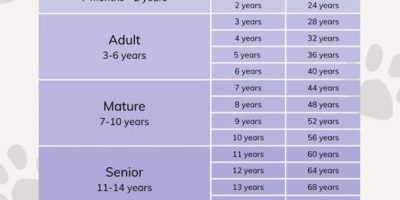 Cat Age Compared to Humans [Infographic]
