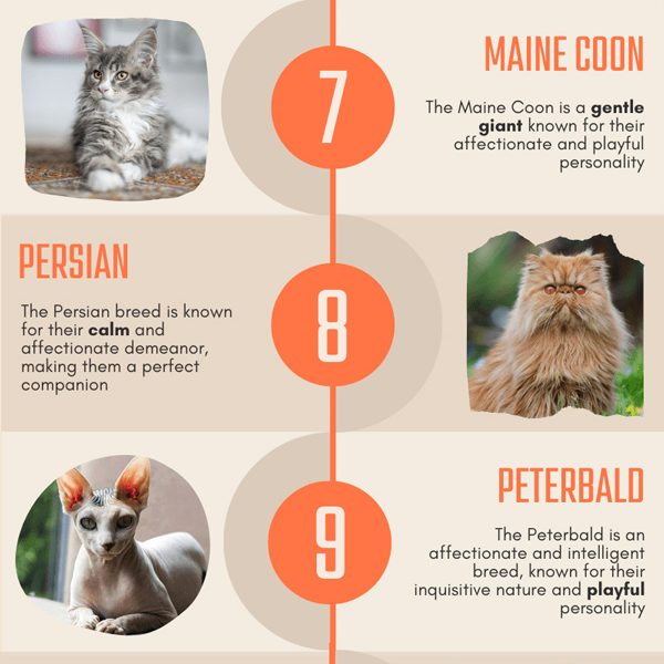 The Most Affectionate Cat Breeds [Infographic] - Best Infographics