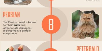 The Most Affectionate Cat Breeds [Infographic]