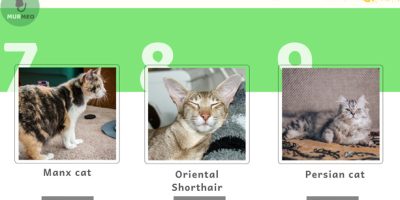 15 Breeds of Cats That Might Live Longer [Infographic]