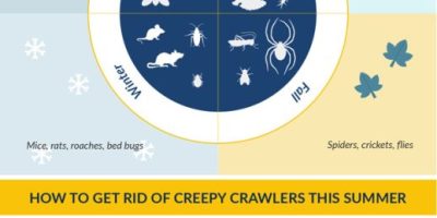 Summer Creepy Crawler Guide [Infographic]