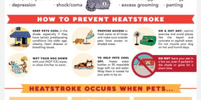 How to Prevent Heatstroke In Your Pet? [Infographic]