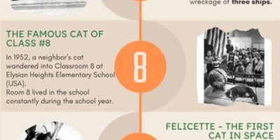 The 15 Most Famous Cats In History [Infographic]