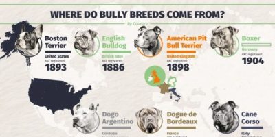 Most Popular Bully Breeds [Infographic]