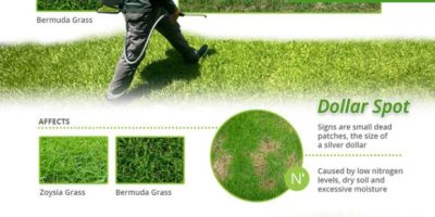 Top Lawn Diseases to Watch Out for [Infographic]