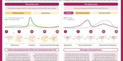 The Chemistry of Menstrual Cycle [Infographic]